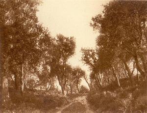 CONSTANTINE ET COTE OUEST 0357 FORET DE CHENES LIEGE PRES DE PHILIPPEVILLE